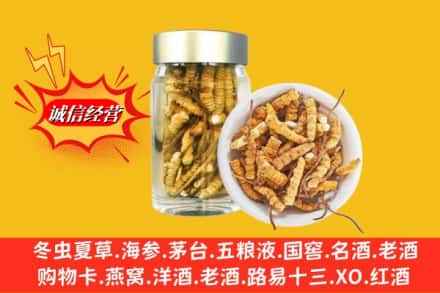 厦门市水头名酒回收散虫草.jpg